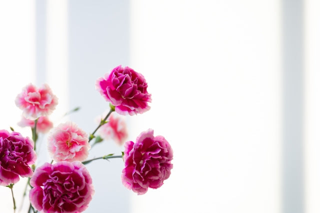 50代のお母さんへ!母の日に実用的な美容家電をプレゼントしよう